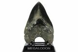 Fossil Megalodon Tooth - Collector Quality Indonesia Meg #238952-1